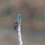 Berylline Hummingbird (image by Pete Morris)