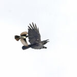 Bismarck Crow (image by Pete Morris)