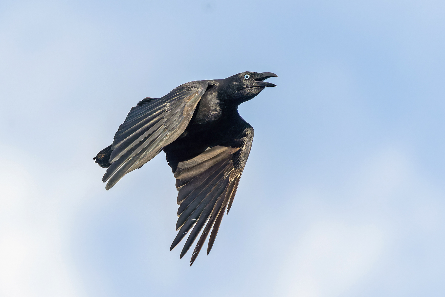 Bismarck Crow (image by Pete Morris)