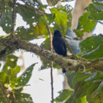 Black Pitohui (image by Pete Morris)