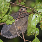 juvenile Black-billed Brush Turkey (image by Pete Morris)