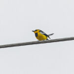 Black-breasted Boatbill (image by Pete Morris)