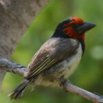 Black-collared Barbet (image by Mark Van Beirs)