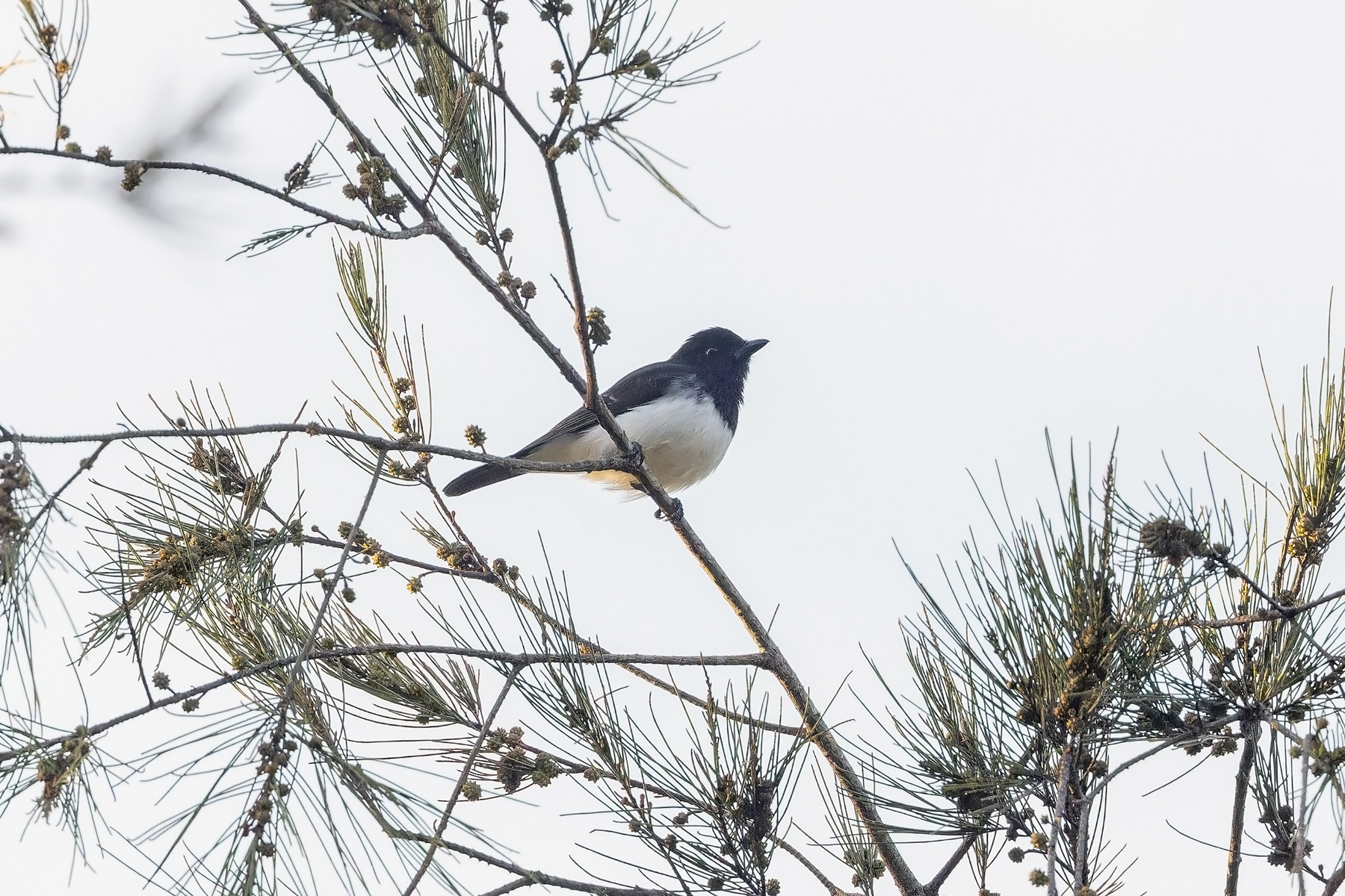 Black-headed Whistler (image by Pete Morris)