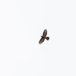 Black-mantled Goshawk (image by Pete Morris)