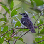 Black-sided Robin (image by Pete Morris)