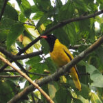 Black-winged Oriole (image by Mark Van Beirs)