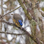 Blue-capped Ifrit (image by Pete Morris)