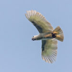 Blue-eyed Cockatoo (image by Pete Morris)