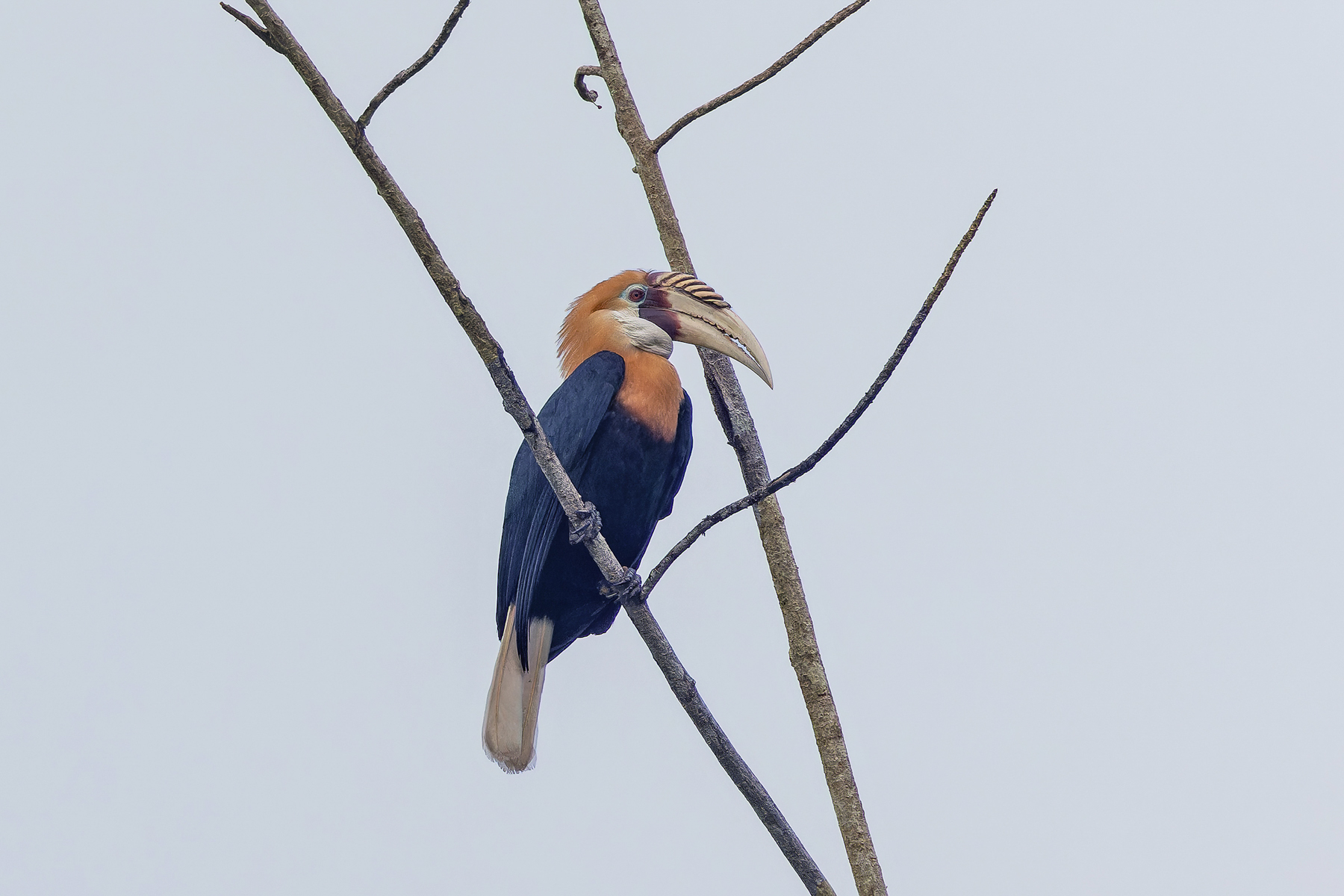 Blyth's Hornbill (image by Pete Morris)