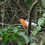 Braun's Bushshrike (image by Mark Van Beirs)