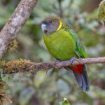 Brehm's Tiger Parrot (image by Pete Morris)