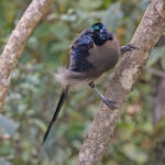 male Brown Sicklebill (image by Pete Morris)