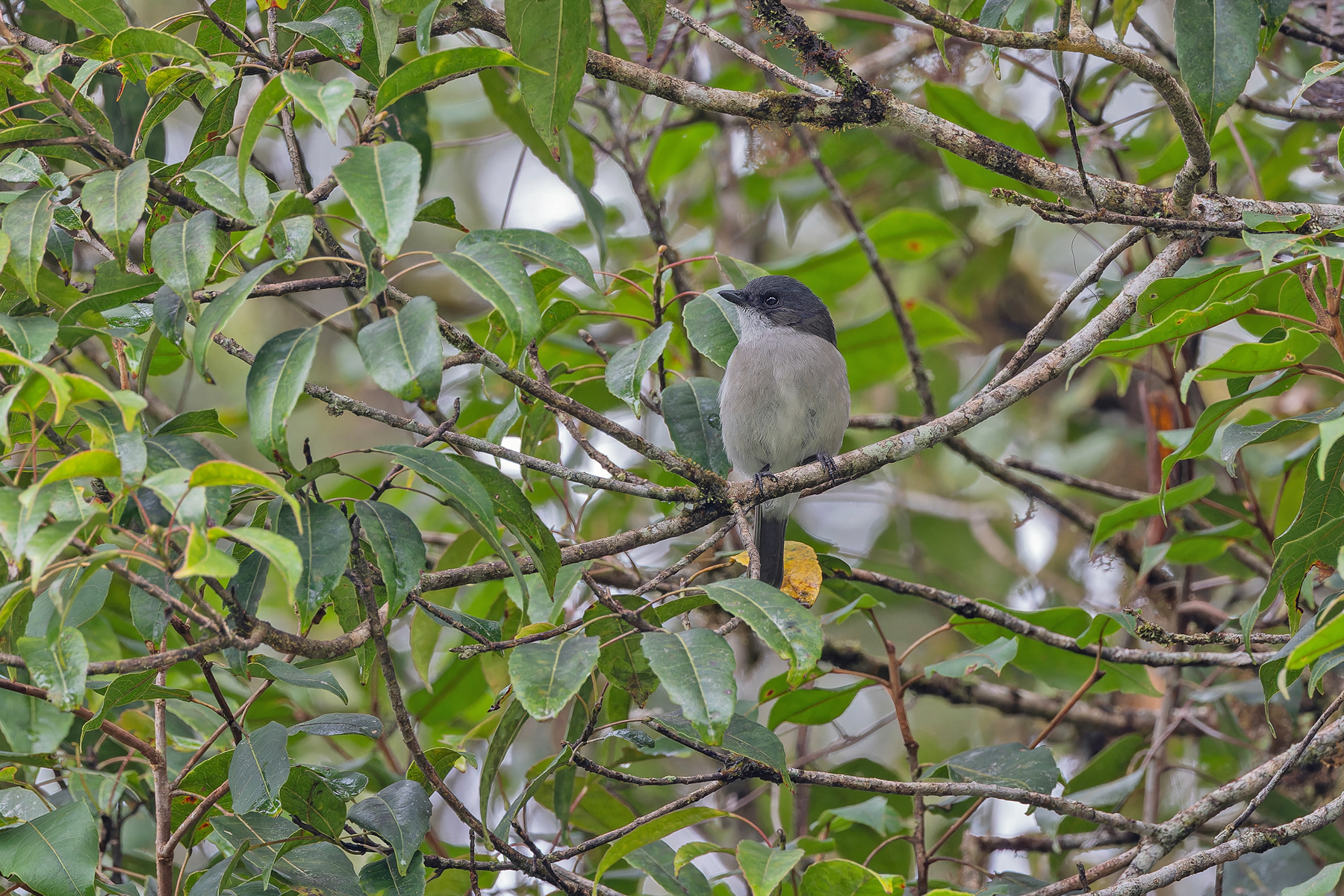 Brown-backed Whistler (image by Pete Morris)