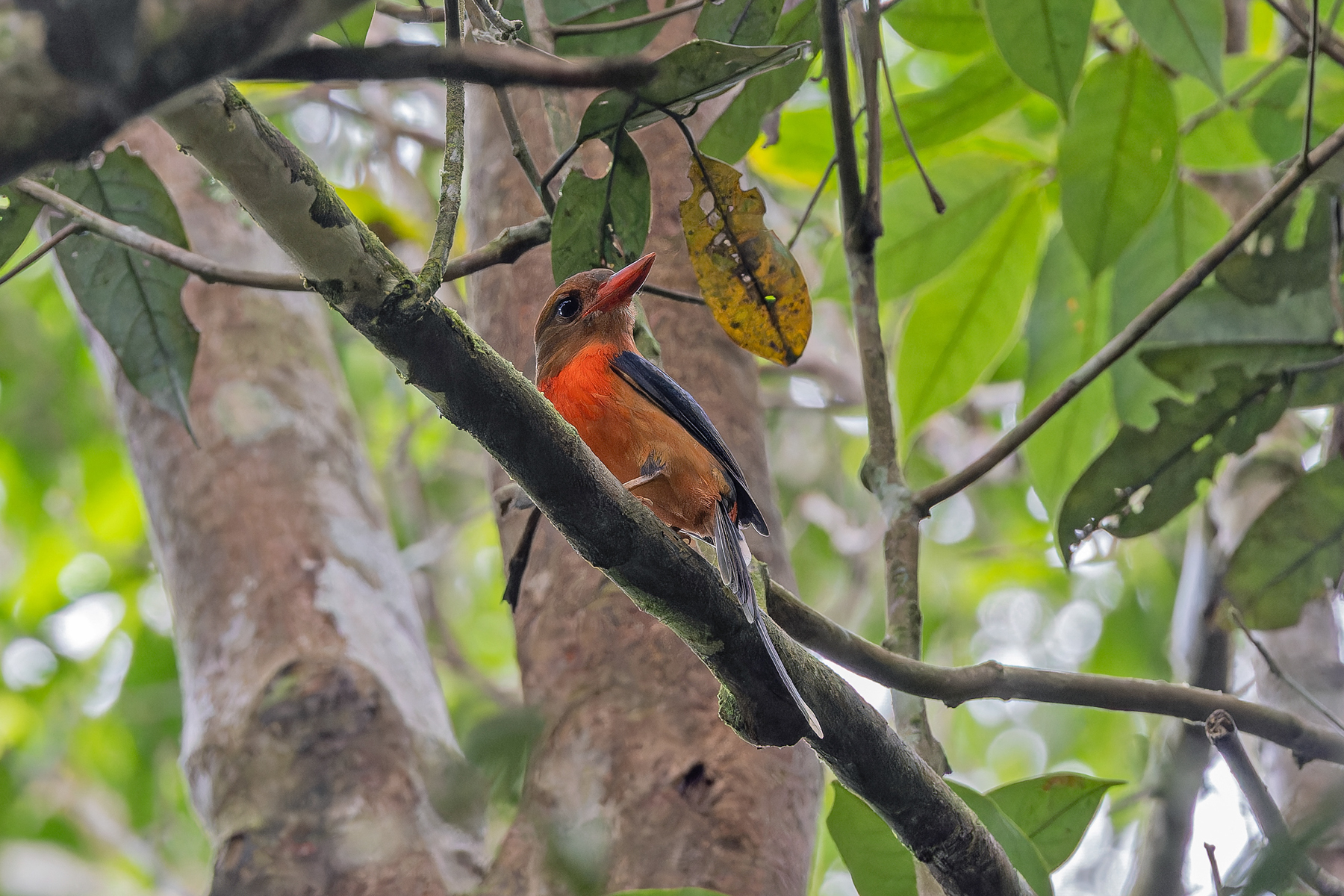 Brown-headed Paradise Kingfisher (image by Pete Morris)