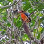 Brown-headed Paradise Kingfisher (image by Pete Morris)
