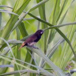 Buff-bellied Mannikin (image by Pete Morris)