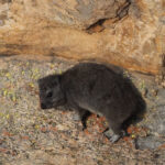 Bush Hyrax (image by Mark Van Beirs)