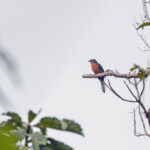 Chestnut-breasted Cuckoo (image by Pete Morris)