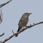 Chestnut-vented Warbler (image by Mark Van Beirs)