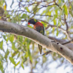 Coconut Lorikeet (image by Pete Morris)