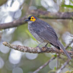 Common Smoky Honeyeater (image by Pete Morris)