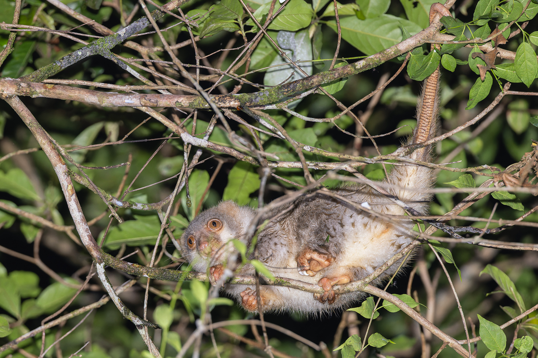 Common Spotted Cuscus (image by Pete Morris)