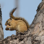 Congo Rope Squirrel (image by Mark Van Beirs)