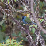Eastern Crested Berrypecker (image by Pete Morris)