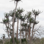 Euphorbia (image by Mark Van Beirs)