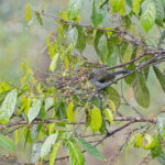 Fan-tailed Berrypecker (image by Pete Morris)