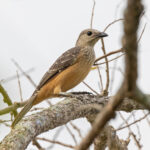 Fawn-breasted Bowerbird (image by Pete Morris)