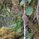 Feline Owlet-nightjar (image by Pete Morris)