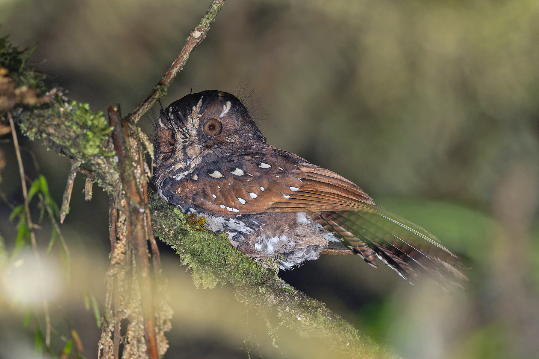 Feline Owlet-nightjar (image by Pete Morris)