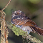 Feline Owlet-nightjar (image by Pete Morris)