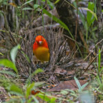 male Flame Bowerbird (image by Pete Morris)