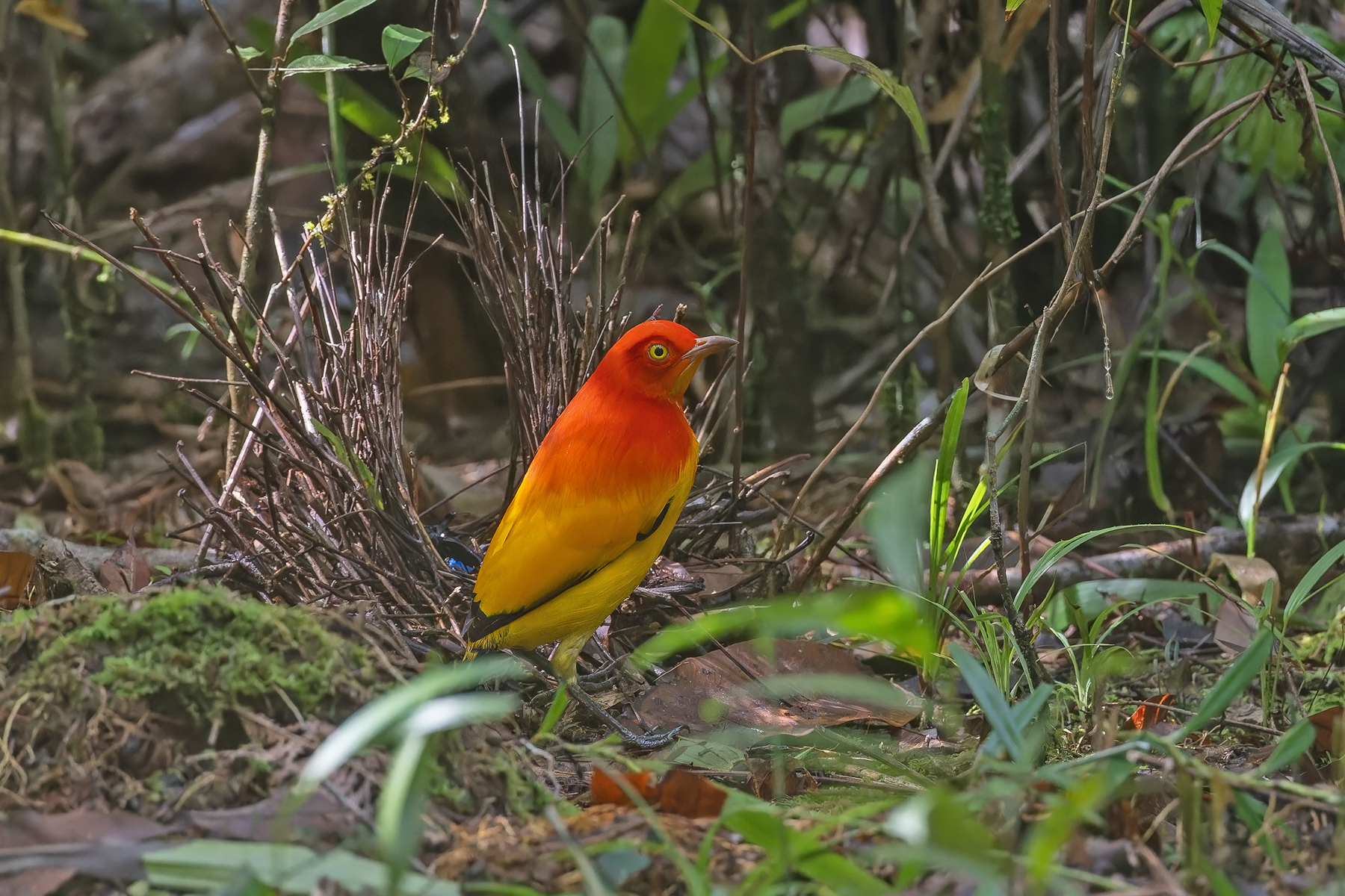 male Flame Bowerbird (image by Pete Morris)