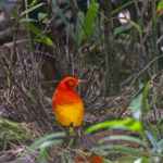 male Flame Bowerbird (image by Pete Morris)
