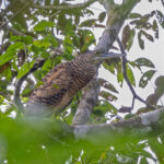 Forest Bittern (image by Pete Morris)
