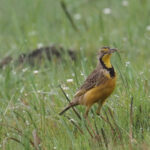 Fulleborn's Longclaw (image by Mark Van Beirs)