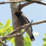 Gabela Helmetshrike (image by Mark Van Beirs)