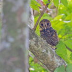 Golden Masked Owl (image by Pete Morris)