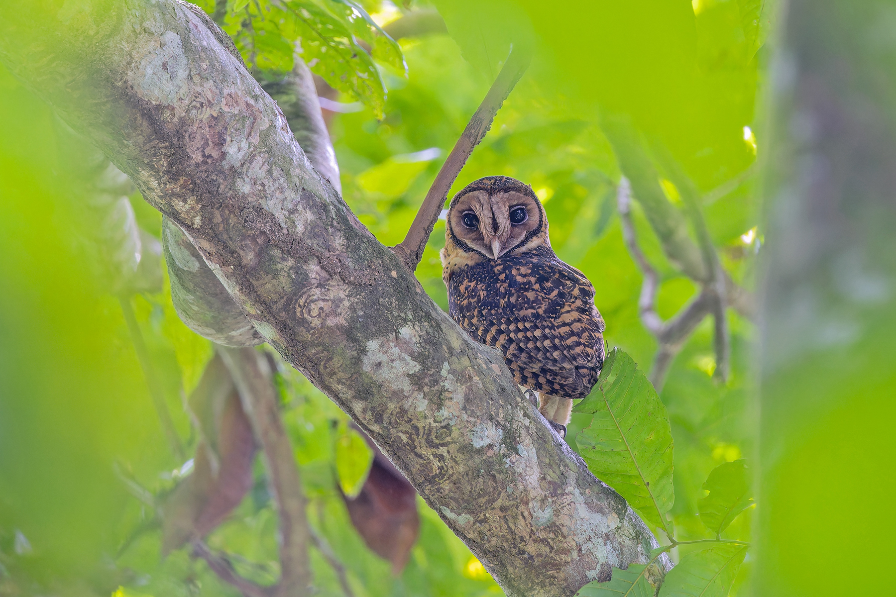 Golden Masked Owl (image by Pete Morris)