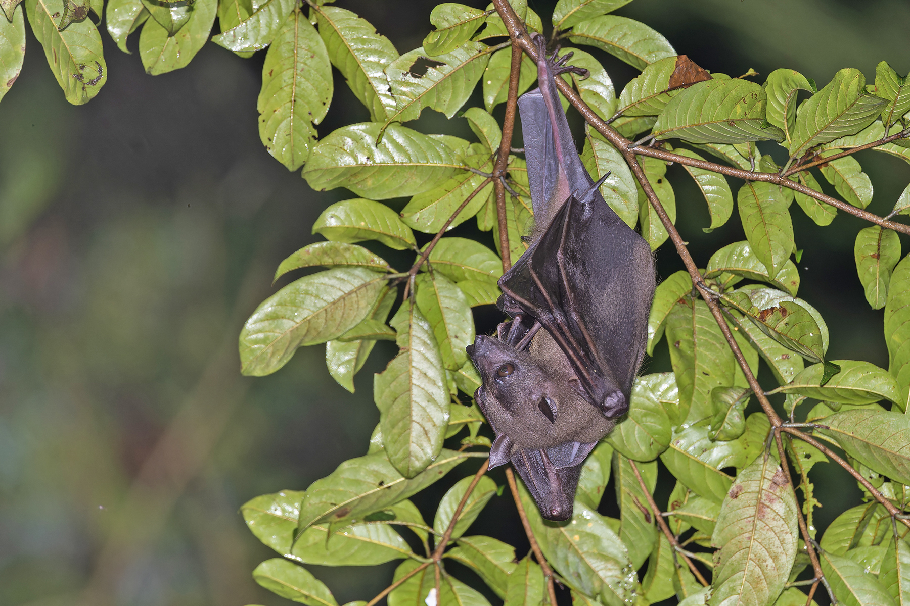 Great Flying Fox (image by Pete Morris)