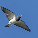 Great Woodswallow (image by Pete Morris)