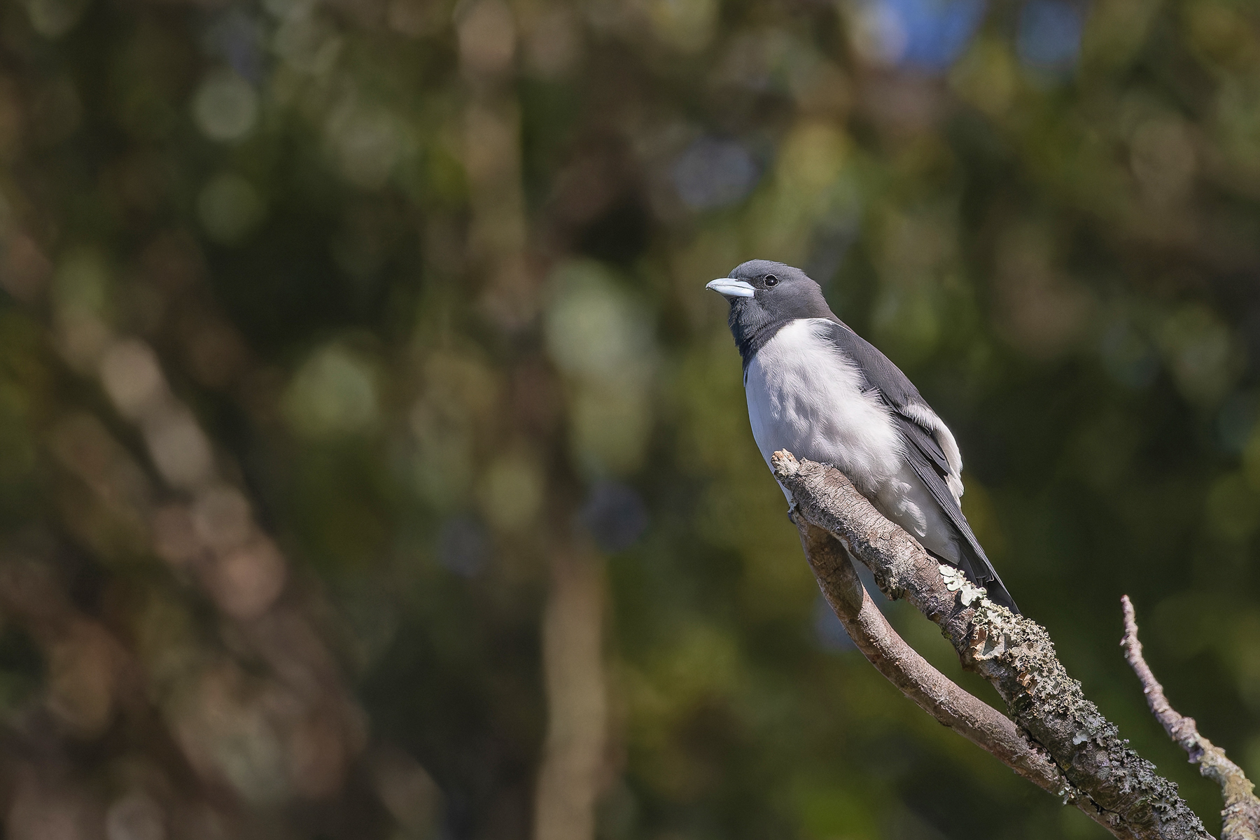 Great Woodswallow (image by Pete Morris)