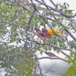 Greater Bird-of-paradise (image by Pete Morris)