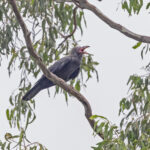 Grey Crow (image by Pete Morris)