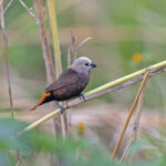 Grey-headed Mannikin (image by Pete Morris)