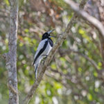 Hooded Butcherbird (image by Pete Morris)